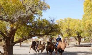 2023金塔沙漠胡杨林最佳观赏时间 胡杨林最佳旅游时间