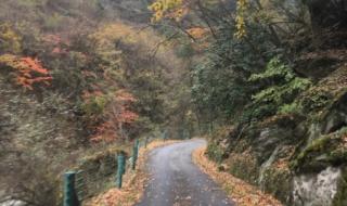 提问:王朗自然保护区最新门票价 四川自然保护区