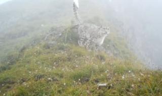 虹口自然保护区介绍 四川自然保护区