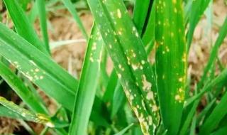 小麦除草剂 小麦除草剂