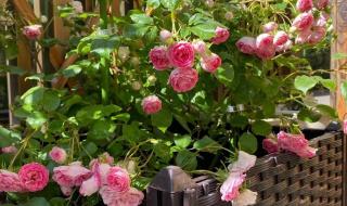 胭脂扣女烈 胭脂扣女烈