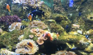 重庆欢乐海底世界