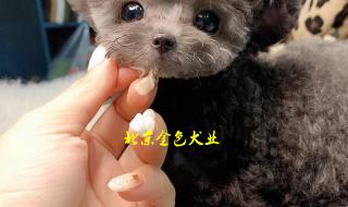 北京哪个商场有卖高级水晶杯的(水杯或高脚杯),要买去送人 北京哪里有卖茶杯犬